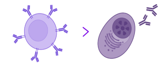 B CELL AND PLASMA CEL